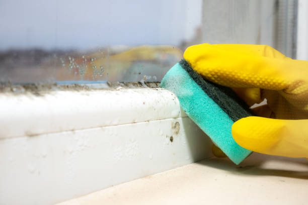 Best Insurance-Related Mold Remediation in Westwood, MI